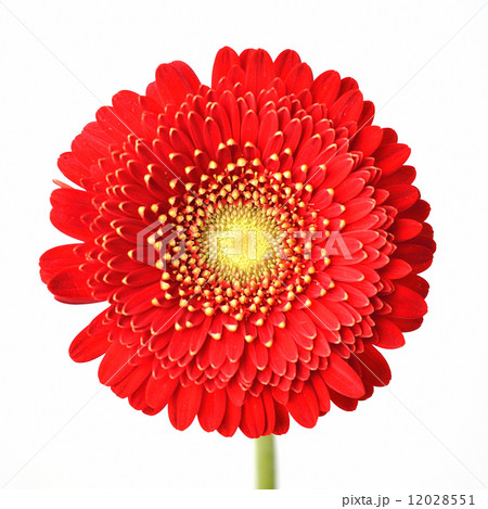 注意 背景 白背景と花片の境界にレタッチ痕 ジャギー が残る場合があります ガーベラの花 綺麗 の写真素材