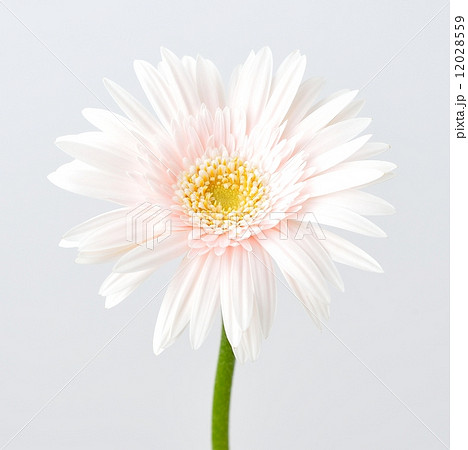 注意 背景 白背景と花片の境界にレタッチ痕 ジャギー が残る場合があります ガーベラの花 綺麗 の写真素材