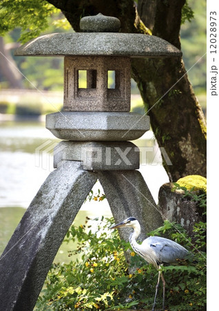 兼六園　徽軫灯籠　アオサギ 12028973