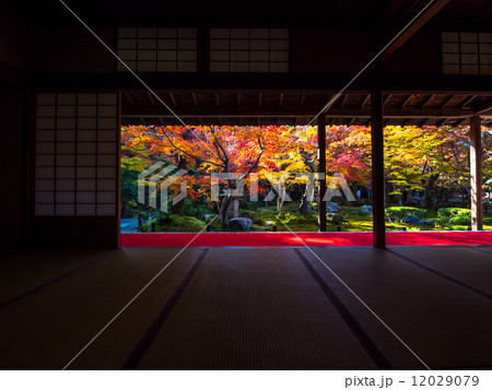 円光寺の紅葉 12029079