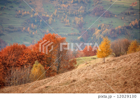 tree tree 12029130