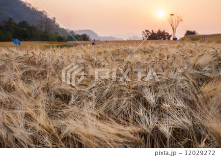 barley field and the sunset of rural scene, golden rice fields 12029272