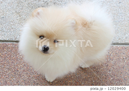 White pomeranian puppy dog 12029400