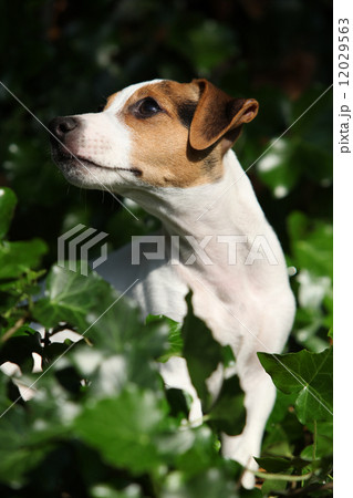 Gorgeous jack russell terrier sitting in the garden 12029563