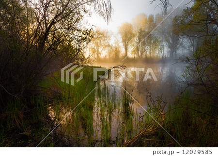 serene misty morning on a lakeside 12029585