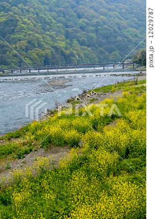 桂川のセイヨウカラシナ 桂川のセイヨウカラシナ 12029787