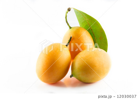 sweet Marian plum sweet Marian plum 12030037