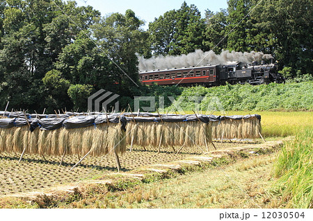 真岡鐵道沿線風景「実りの頃」SLもおか号背景に 12030504