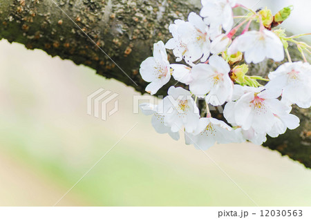 さくらの背景 12030563