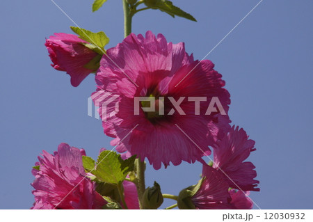 タチアオイ タチアオイ 12030932