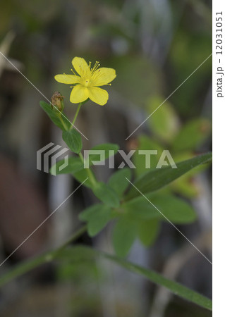 オトギリソウ 12031051