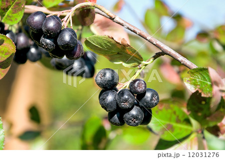choke-berry close up. horizontal photo. 12031276