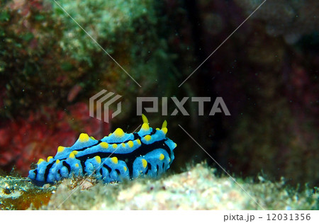 イボウミウシ 12031356