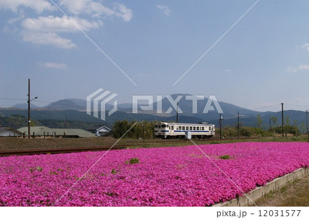 芝桜の絨毯 芝桜の絨毯 12031577