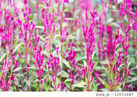 ケイトウ 12031687