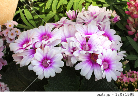 サイネリア サイネリア 12031999