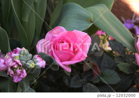 ミニ薔薇 ミニ薔薇 12032000