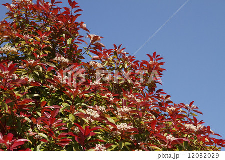 カナメモチ 12032029