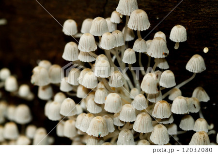 panaeolus mushroom from rainforest 12032080