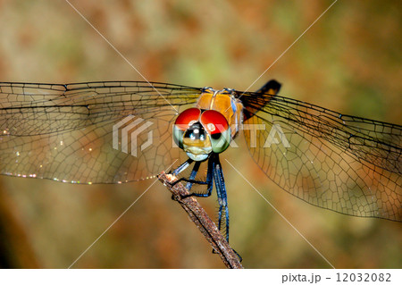 dragonfly from rainforest dragonfly from rainforest 12032082