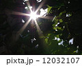 木漏れ日 12032107