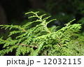 植物 12032115