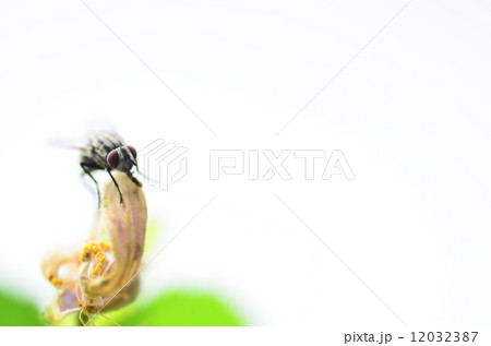 ハエ 12032387
