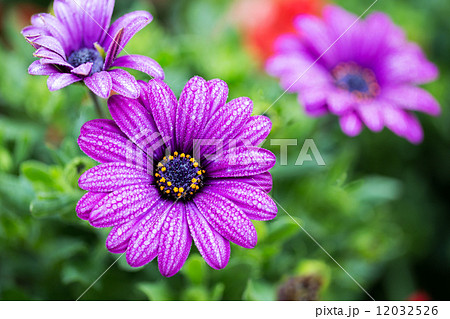 Violet flower Violet flower 12032526