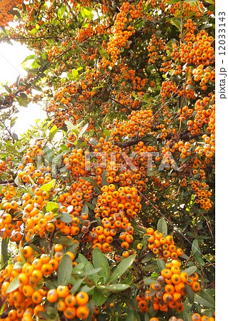 ピラカンサス ピラカンサス 12033143