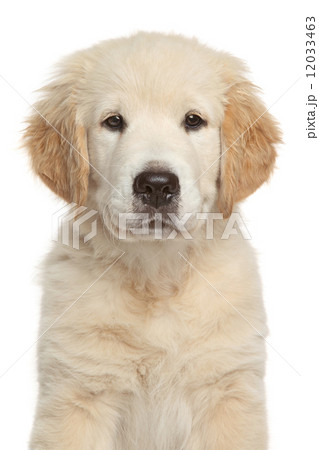 Golden Retriever puppy 12033463
