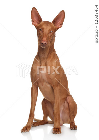 Pharaoh Hound 12033464