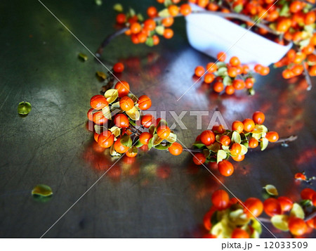 ツルウメモドキ 12033509