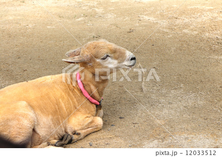 動物公園の羊 12033512