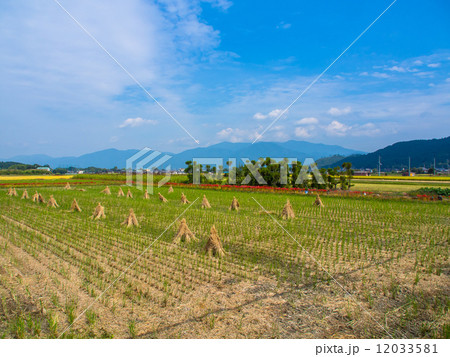 稲わら干し 稲わら干し 12033581