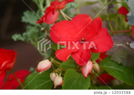 インパチェンス 12033588