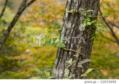深林の秋 秋山鄕  深林の秋 秋山鄕  12033699