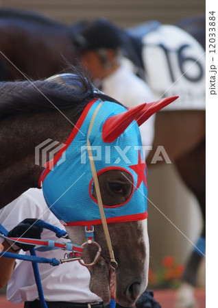 馬の顔 12033884