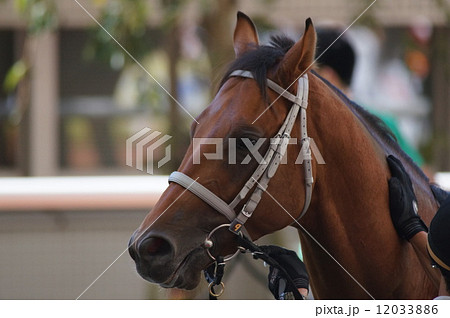 馬の顔 12033886