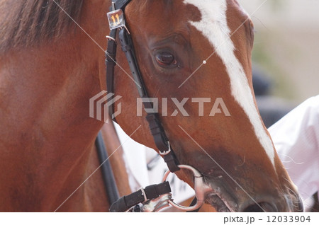 馬の顔 12033904