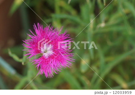 セキチク 12033959