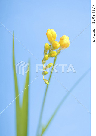 フリージアの花 12034377