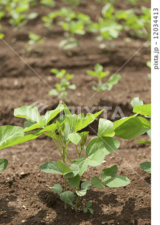 エダマメ畑 12034413