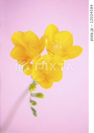フリージアの花 フリージアの花 12034584