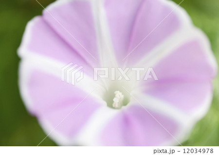 アサガオの花 12034978