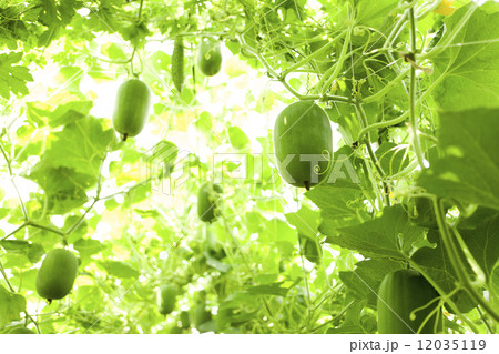 トウガン畑 トウガン畑 12035119