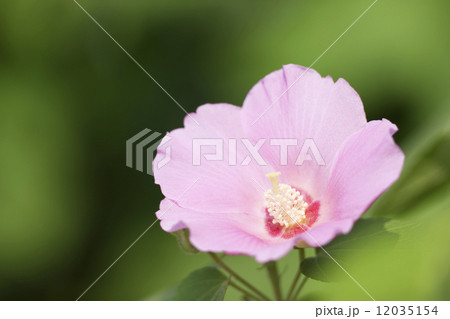 ムクゲの花 12035154