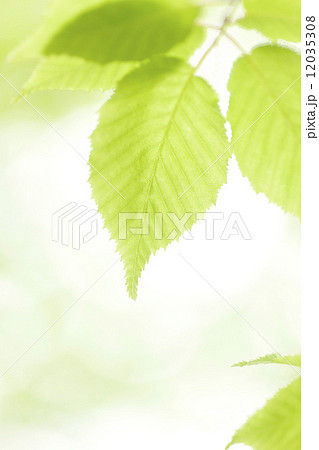 新緑の葉 12035308