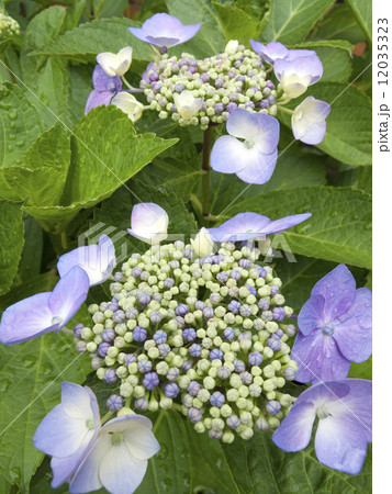 アジサイの花 アジサイの花 12035323