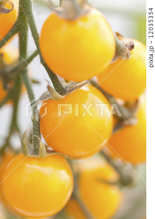 プチトマト 12035354