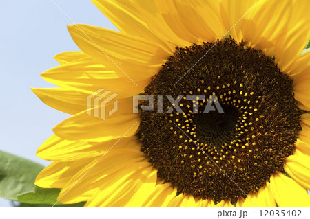 ヒマワリの花 ヒマワリの花 12035402